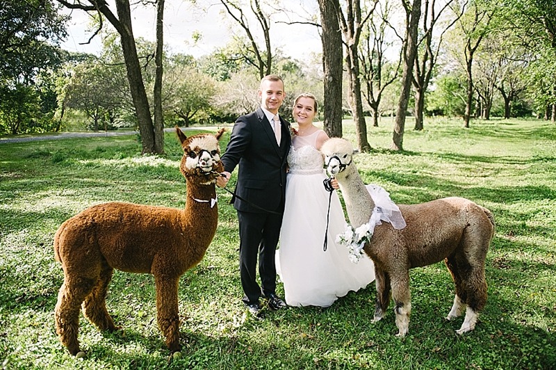 Wye Island Wedding Alpacas 