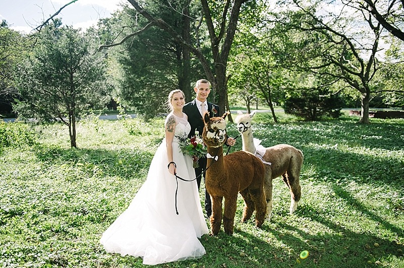 Beautiful Alpaca Eastern Shore Wedding
